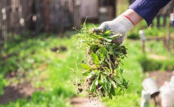 mauvaises herbes